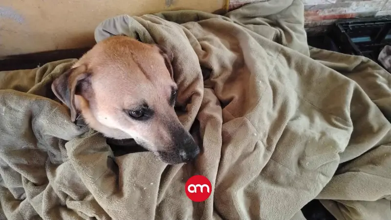 ¡Maldito enfermo! Hombre violaba y maltrataba a su perrita en Quepos