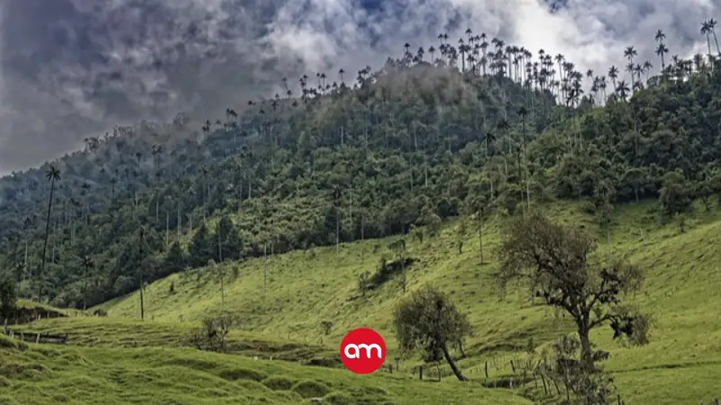 Costa Rica recibe $11 millones por captura de carbono y se convierte en el primer país en emitir créditos de remociones forestales