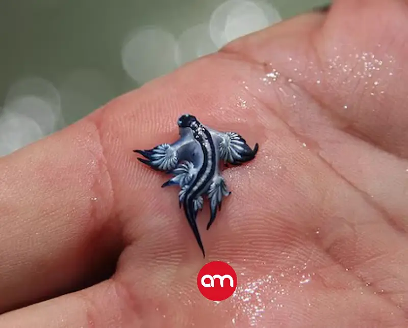 Pequeño dragón azul reaparece en las playas tres siglos después