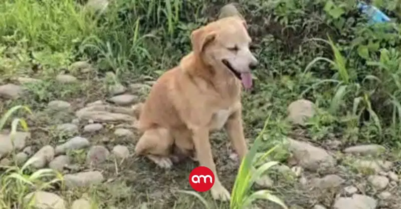 ¿Fue un perro de un vecino de la finca donde apareció Ligia Faerron el que encontró el cuerpo? Así se hizo el hallazgo