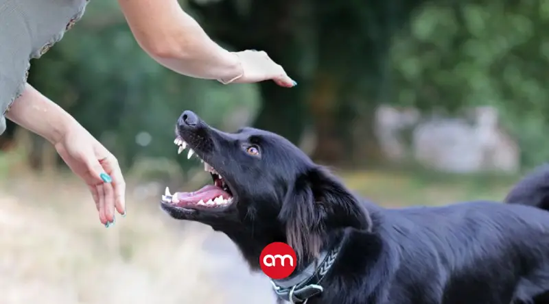 En cuatro meses del 2026, Costa Rica registra más muertes por ataques de perro que los últimos cinco años