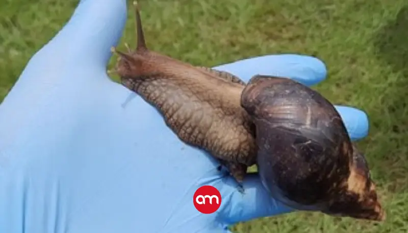 Detectan brote de caracol gigante africano en zona residencial de Heredia