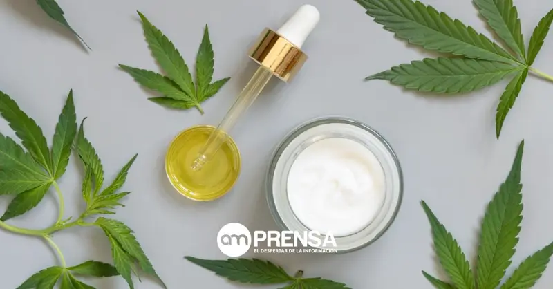 Cannabis con THC: Salud comienza a recibir solicitudes para uso medicinal en el país