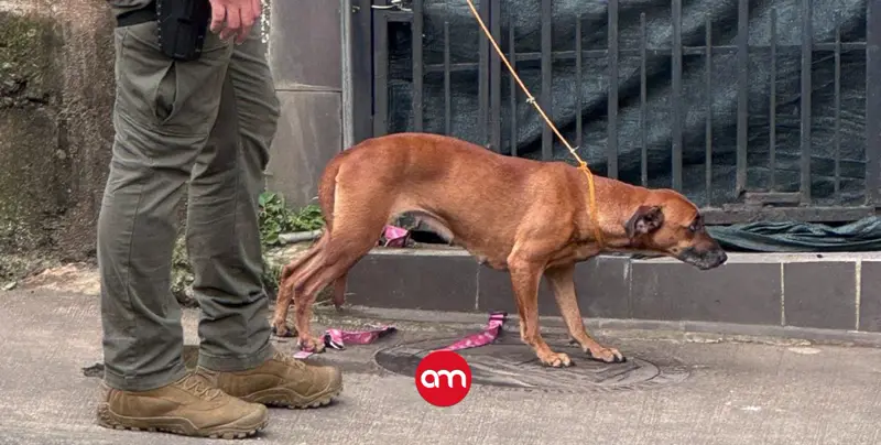 Rescatan tras allanamiento en un búnker a perrita que habría sido violada