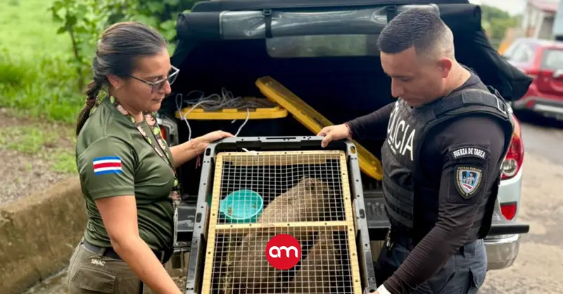(Video) Insólito decomiso: Policía detiene a dos personas por traficar ilegalmente a cinco capibaras