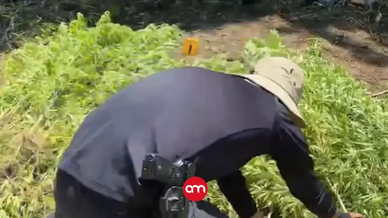 Policía erradica plantación de marihuana en Cartago y captura a cuatro hombres armados
