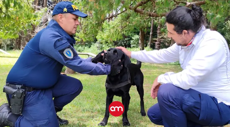 Capacitación inédita en Heredia enseña a salvar perros y gatos heridos