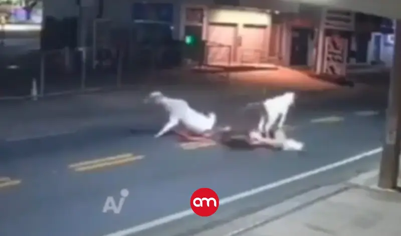 (Video) Muere futbolista tras atropellar a una vaca