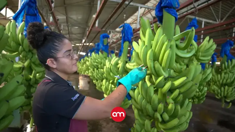 Industria bananera en crisis por efectos del dólar, clima y enfermedades