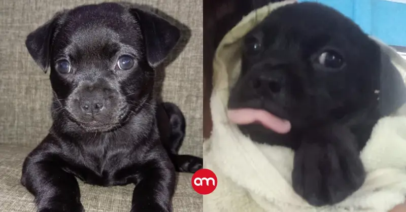(Video) Cachorrito es rescatado por la policía tras ser abandonado en una bolsa a la espera de morir en un camión de basura