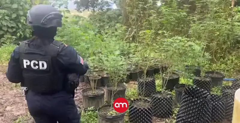 Caen dos hombres con orden de captura cuando operaban un vivero de marihuana