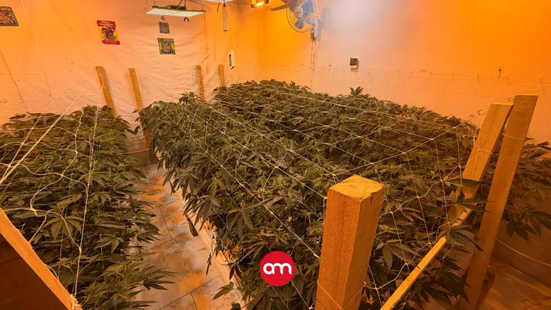Lo que escondían detrás de esas paredes: OIJ destapa impresionante laboratorio de marihuana