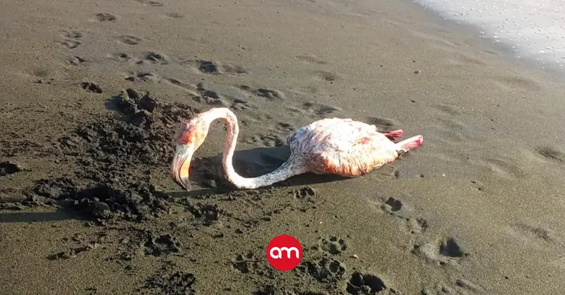 Rescatan en graves condiciones a flamenco que llegó hace casi un año a Limón