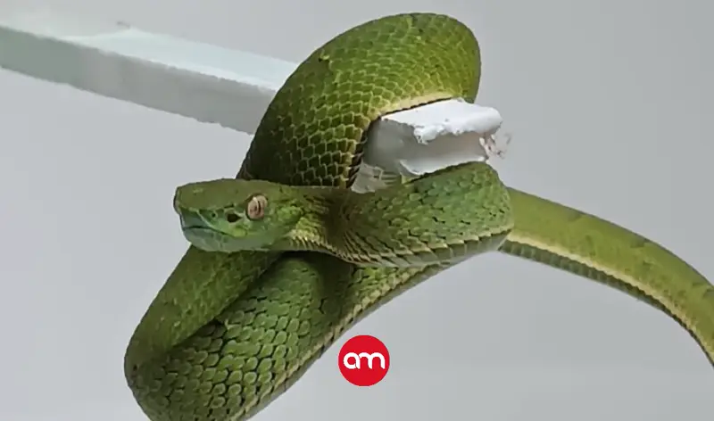 Niña de 5 años es trasladada de urgencia al hospital tras ser mordida por una serpiente lora
