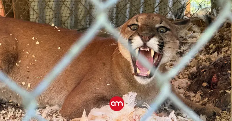 Un puma queda atrapado en un gallinero y obliga a un operativo especial en Pérez Zeledón