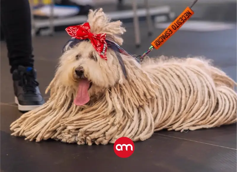 Expo Mascotería rendirá homenaje a las mascotas que partieron con actividades para toda la familia