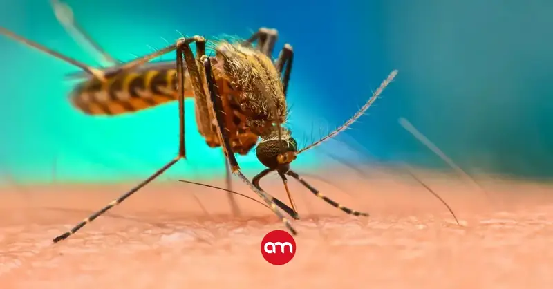 Casos de malaria en Costa Rica caen drásticamente en 2025