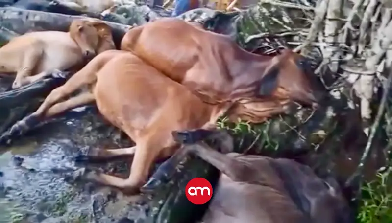 Rayo fulmina hato de ganado en finca de Cutris de San Carlos