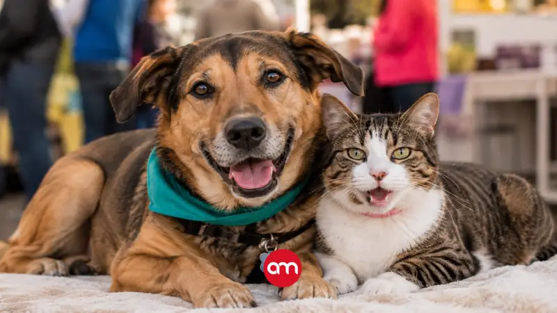 Anímese a adoptar este fin de semana: perros y gatos esperan una familia
