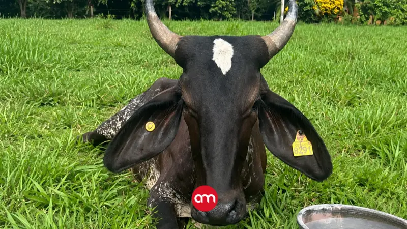 Senasa confirma caso de rabia paralítica bovina: Brote ha cobrado la vida de tres reses