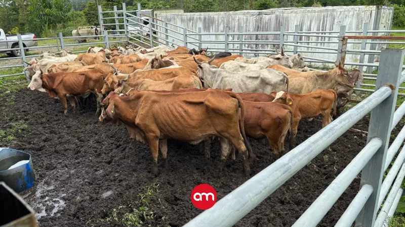 Pecho de Rata ya está en EE.UU., pero los allanamientos en su contra continúan: Este es el resultado de los más recientes
