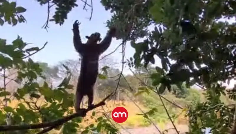 ¡Desgarrador! Captan los desesperados intentos de un oso hormiguero para huir de un incendio forestal en Liberia