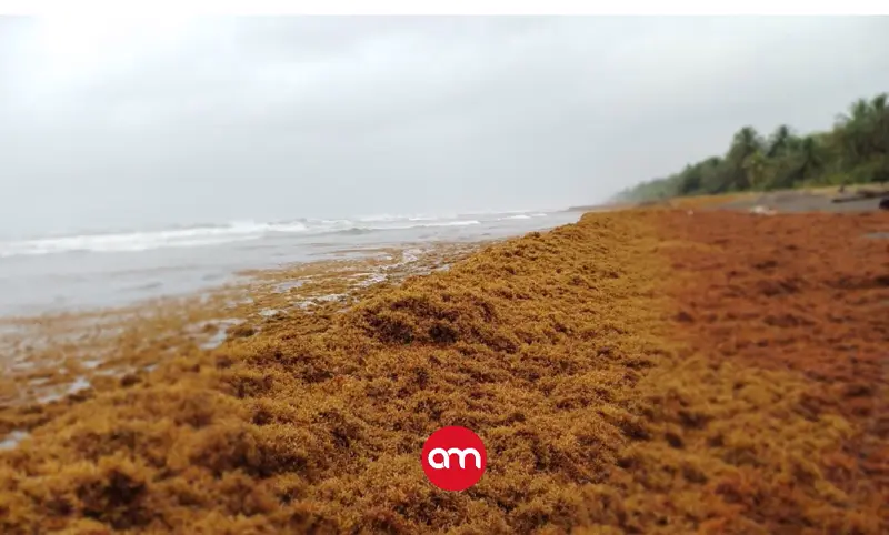 Caribe norte bajo alerta por ola de sargazo: advierten posible récord de acumulación y malos olores
