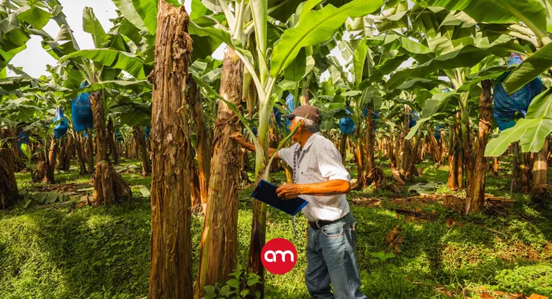 Hongo amenaza plantaciones de banano a nivel mundial: Costa Rica refuerza su protección