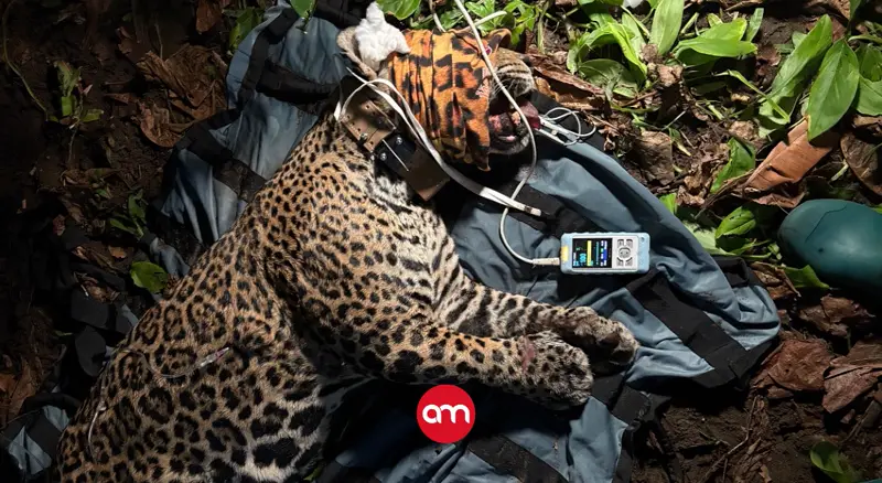 Rastrear para conservar: Costa Rica inicia monitoreo satelital de jaguar en Tortuguero