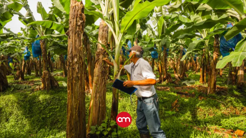 Lluvias ponen en riesgo la producción bananera