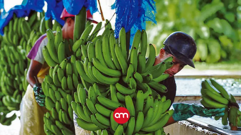 Producción bananera en el Caribe costarricense cae más del 20% por efectos del cambio climático