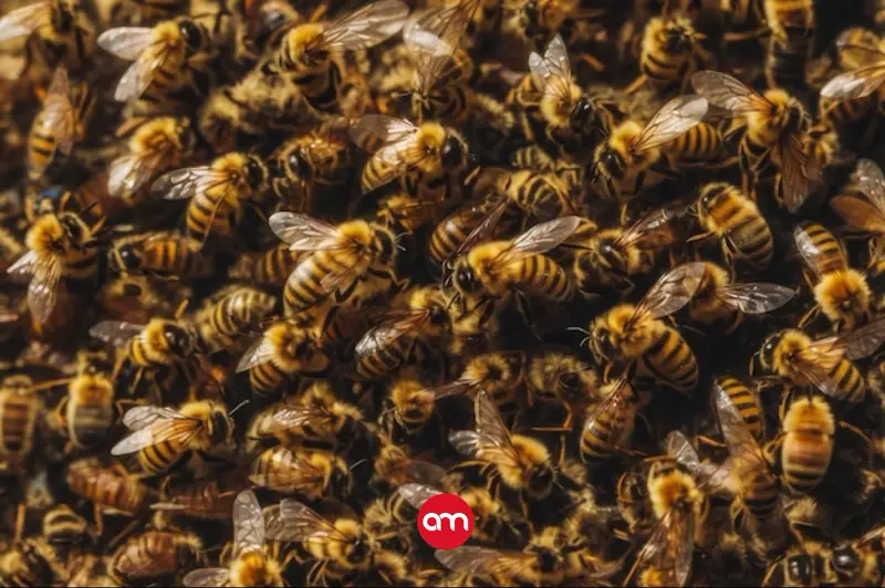 Ataque de abejas cobra la vida de un hombre