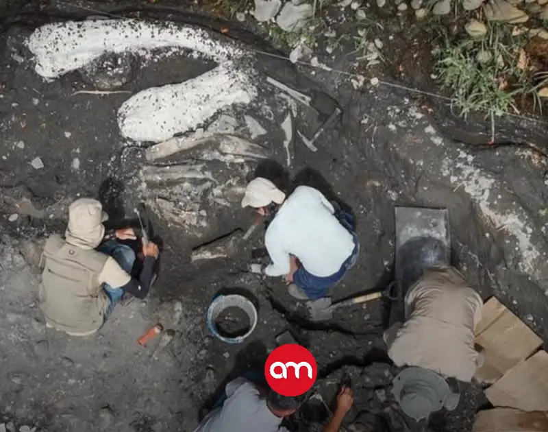 El fósil de mastodonte descubierto en Cartago ya tiene nombre y es…
