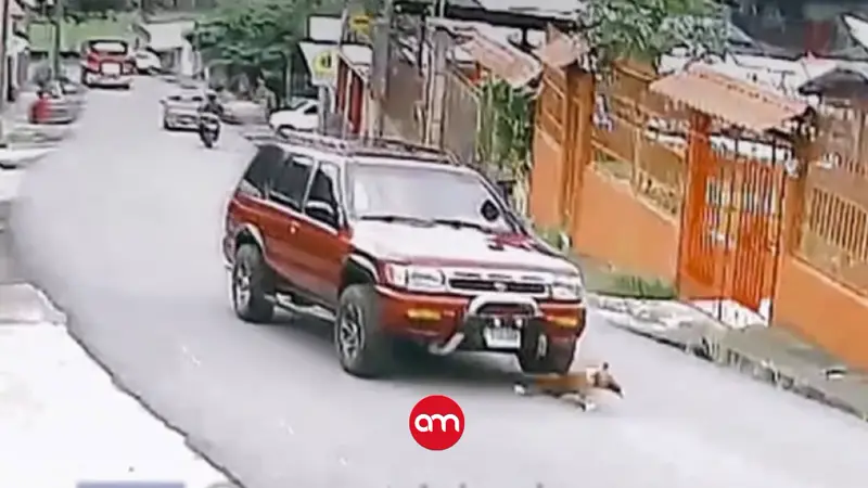 Indignación por brutal atropello: conductor le pitó a un perrito, no frenó y lo mató al pasarle por encima