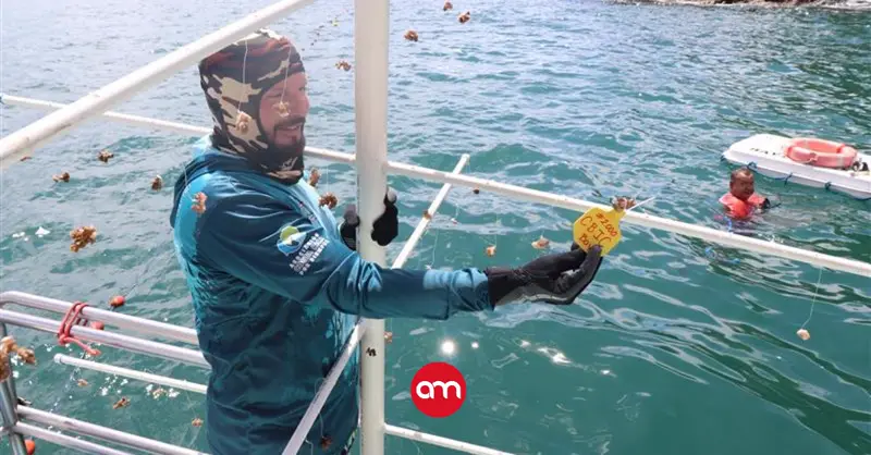 ¡Excelente noticia! Cultivo de corales en Isla Tortuga alcanza su trasplante número 2.000