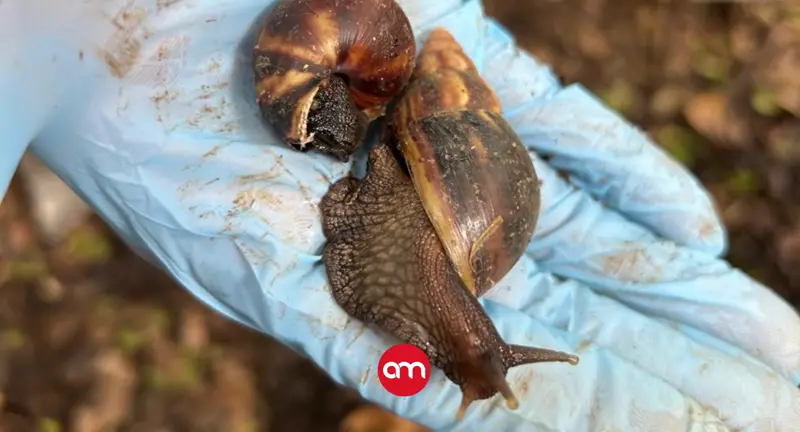 Plaga de caracol gigante africano sigue apareciendo en Costa Rica; ahora se detectó en una nueva zona