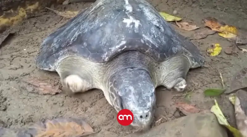Desgarrador video: Rescatan tortuga en Puntarenas con dos de sus aletas cortadas