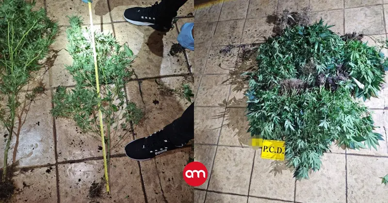 Policía llega a desalojar casa y descubre laboratorio narco para cultivo de marihuana