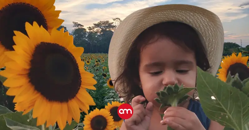 Cuando el sol vuelve a florecer: campo con 400 mil girasoles abre su primera temporada del año