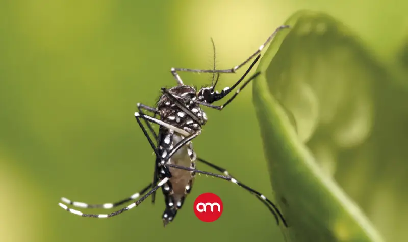Confirman segundo caso de chikungunya en Costa Rica