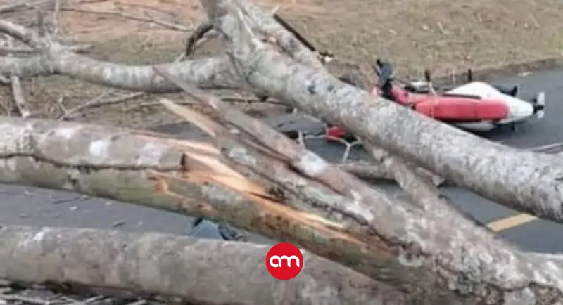 Caída de árbol sobre una persona cobra otra vida este martes: Ahora en Orotina