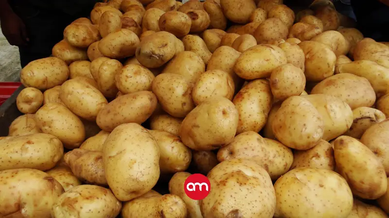 Agricultores celebran devolución de 40 contenedores de papa por riesgo sanitario