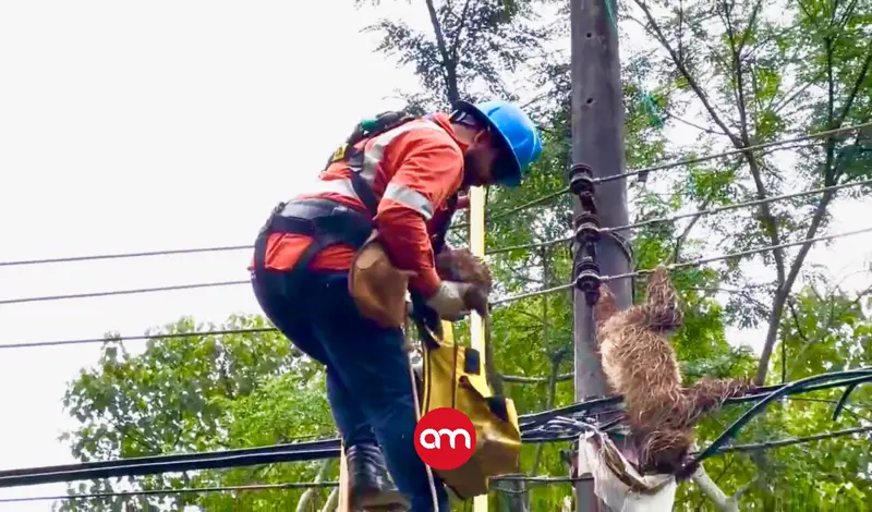 (Video) Aferrado a la vida: bebé perezoso sobrevive a la muerte de su madre en tendido eléctrico