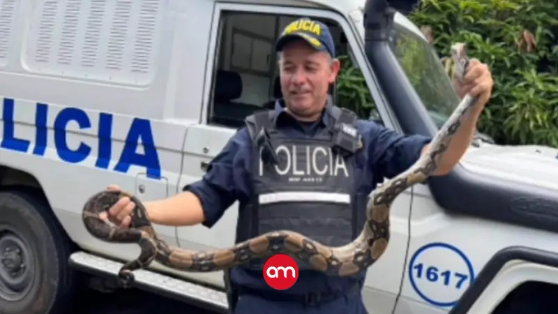 (Video) Boa gigante intenta atacar mascotas en Acosta y policías lograron rescatar a un conejo