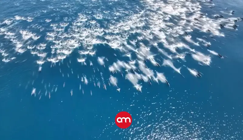 El mar “explota” de vida: impresionante estampida de delfines sorprende en Bahía Drake