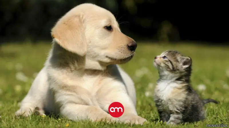 Cuidar también es amar: expertos llaman a reforzar la salud preventiva en mascotas