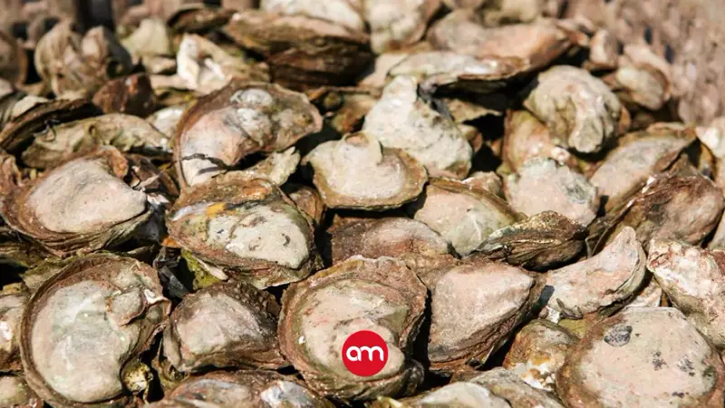 Marea roja tóxica obliga a cerrar zonas de extracción de moluscos en Puntarenas