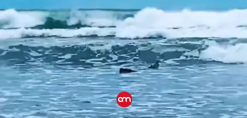 ¡Cuidado! Captan a gran cocodrilo en una popular y concurrida playa nacional