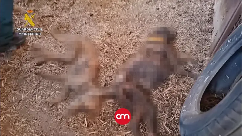 Horror en España: hallan 32 perros muertos de hambre en una finca
