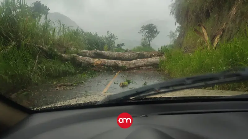 Fuertes vientos provocan estragos en Limón y Cartago: Reportan caída de árboles sobre casas, deslizamientos y vías cerradas